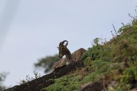 Nilgiritar leśny - Nilgiri tahr 