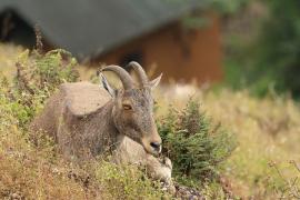 Nilgiritar leśny - Nilgiri tahr 