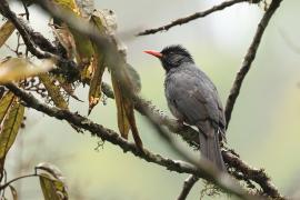 Szczeciak równosterny - Square-tailed Bulbul