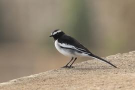 Pliszka żałobna - White-browed Wagtail