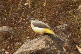 Pliszka górska - Grey Wagtail