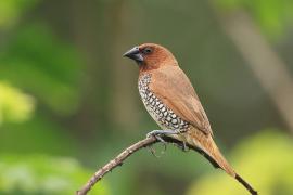 Mniszka muszkatowa - Scaly-breasted Munia