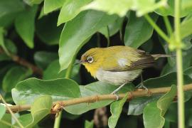 Szlarnik indyjski - Indian White-eye