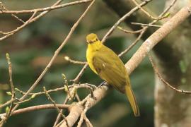 Szczeciak złotolicy - Yellow-browed Bulbul