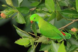 Zwisogłówka wiosenna - Vernal Hanging-Parrot