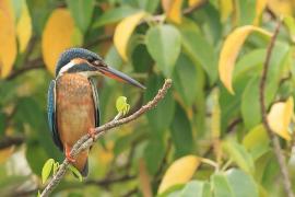 Zimorodek zwyczajny - Common Kingfisher