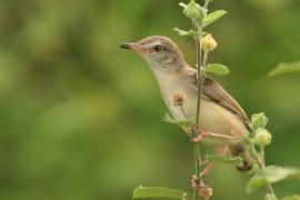 Prinia płowa - Plain Prinia