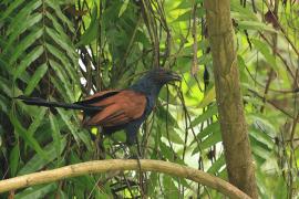 Kukal zmienny - Greater Coucal