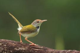 Krawczyk zwyczajny - Common Tailorbird