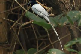 Muchodławka rajska - Indian Paradise-flycatcher