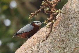 Kowalik kasztanowaty - Indian Nuthatch