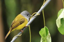 Komarówka szarogłowa - Grey-headed Canary-flycatche