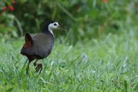 Bagiewnik białopierśny - White-breasted Waterhen