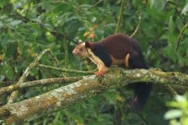 Wiewióra dekańska - Indian giant squirrel