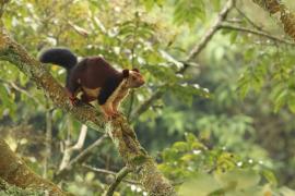 Wiewióra dekańska - Indian giant squirrel