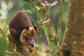 Wiewióra dekańska - Indian giant squirrel