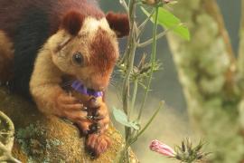 Wiewióra dekańska - Indian giant squirrel