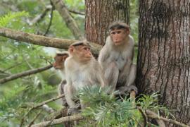 Makak czepkowy - Bonnet macaque