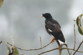 Majna szara - Jungle Myna