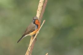 Muchołówka kaszmirska - Kashmir Flycatcher