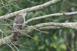 Kukułka rudopręga - Common Hawk-Cuckoo