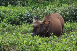 Gaur indyjski - Gaur