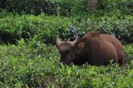 Gaur indyjski - Gaur