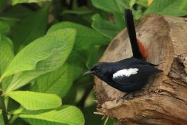 Opocznik - Indian Robin