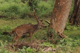 Aksis czytal - Chital