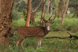 Aksis czytal - Chital