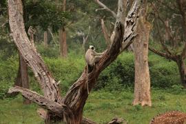Hulman czarnołapy - Black-footed gray langur