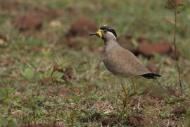 Czajka brunatna - Yellow-wattled Lapwing