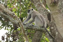 Hulman czarnołapy - Black-footed gray langur