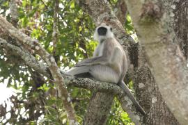 Hulman czarnołapy - Black-footed gray langur