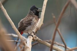 Bilbil czerwonoplamy - Red-vented Bulbul