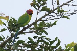 Aleksandretta śliwogłowa - Plum-headed Parakeet