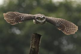 Pójdźka bramińska - Spotted Owlet