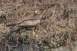 Kania czarna - Black Kite