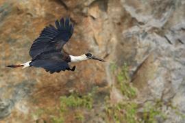 Bocian białoszyi - Woolly-necked Stork