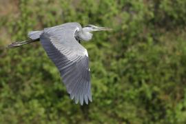 Czapla siwa - Grey Heron