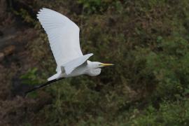 Czapla biała - Western Great Egret