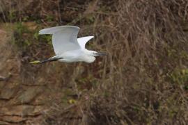 Czapla nadobna - Little Egret