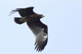 Orlik grubodzioby - Greater Spotted Eagle