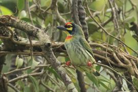 Pstrogłów żółtogardły - Coppersmith Barbet