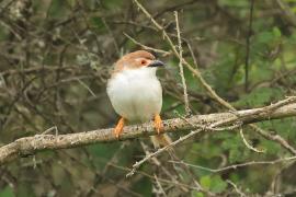 Rdzawolotek białolicy - Yellow-eyed Babbler