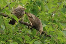 Dżunglotymal żółtodzioby - Yellow-billed Babbler