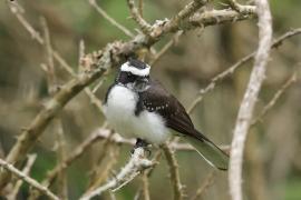 Wachlarzówka białobrewa - White-browed Fantail