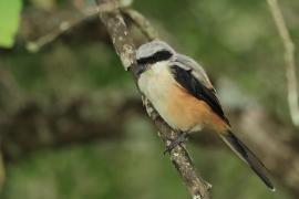 Dzierzba zmienna - Long-tailed Shrike