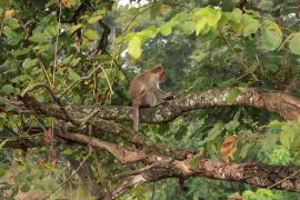 Makak czepkowy - Bonnet macaque