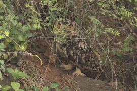 Puchacz - Eurasian Eagle-Owl